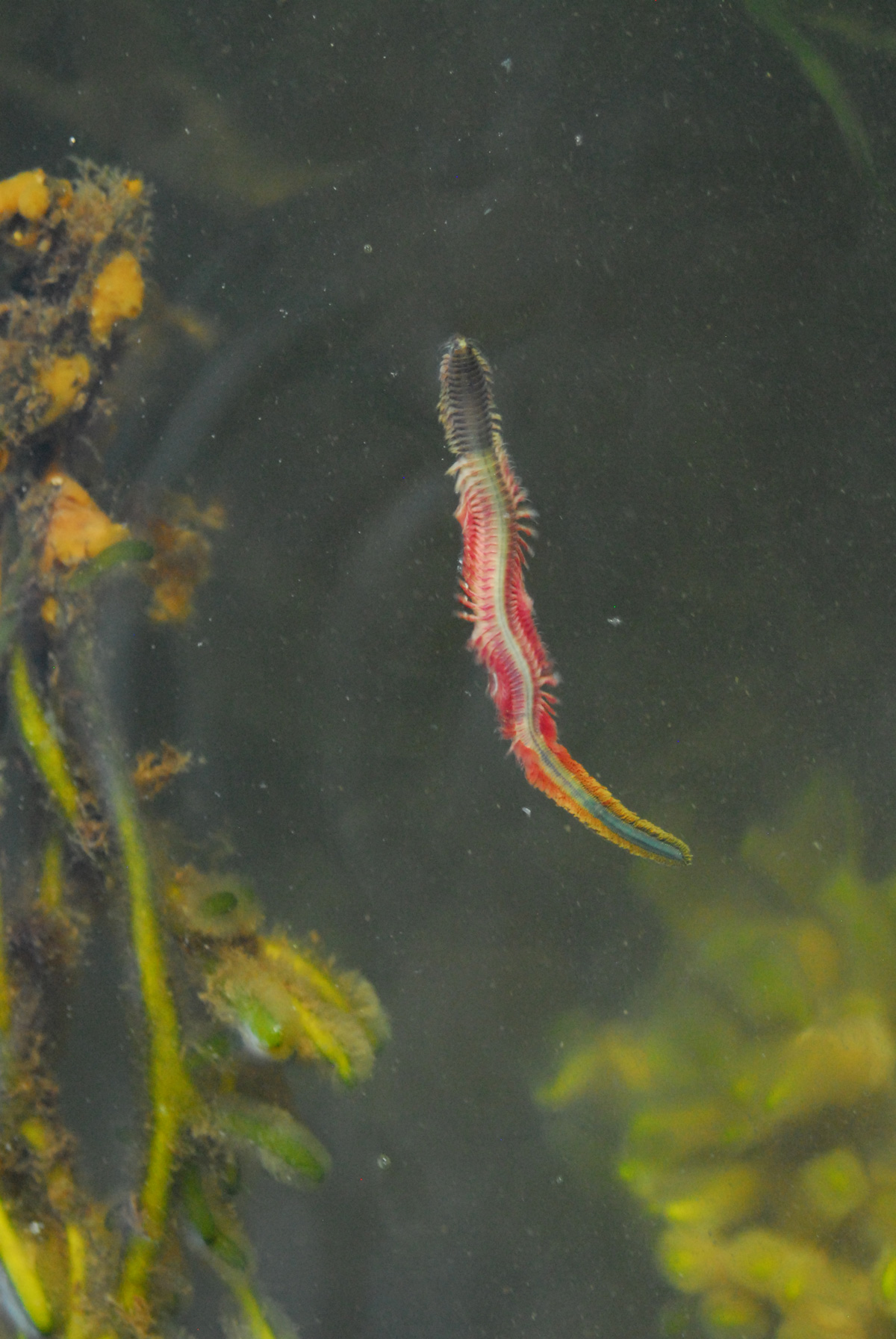cinder worm hatch for striped bass