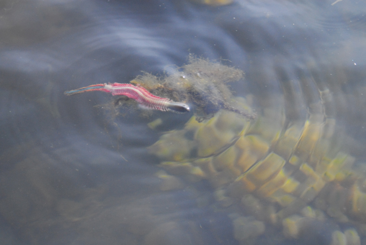 Worm Hatch – Northeast – Striped Bass