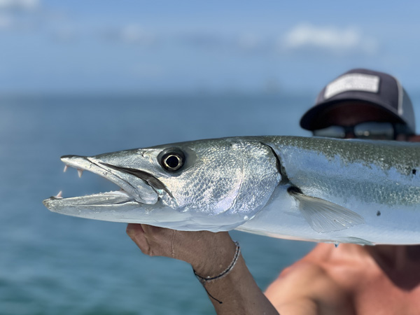 Barracuda Breakdown by Chico Fernandez