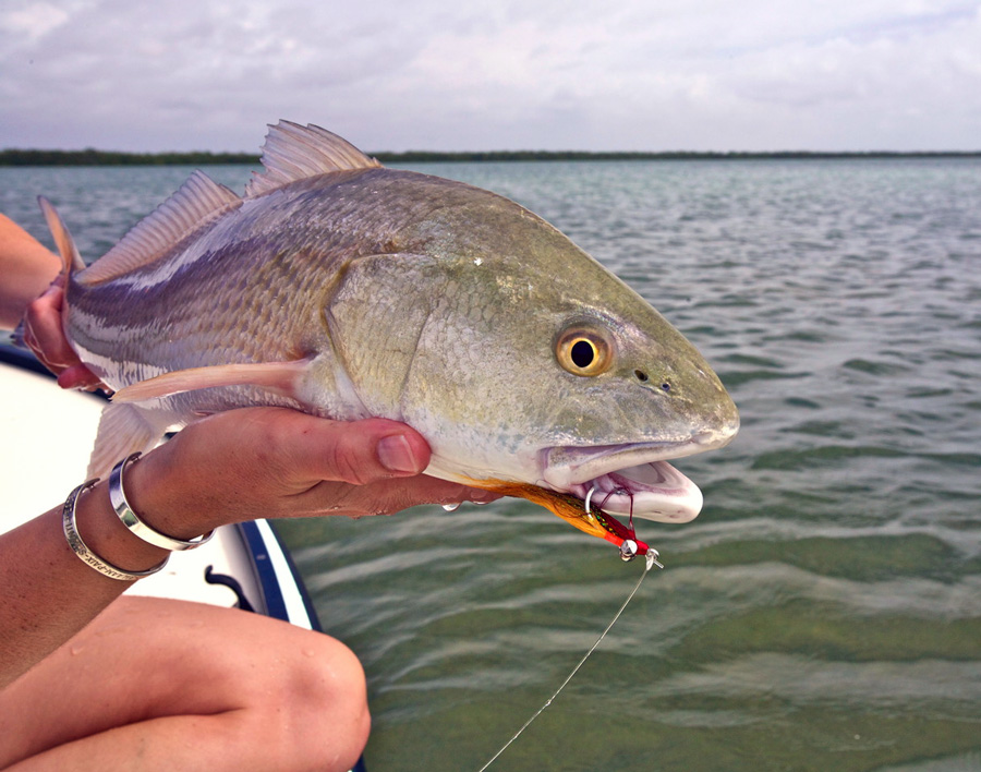 Go-to Flies for the Everglades by Chico Fernandez